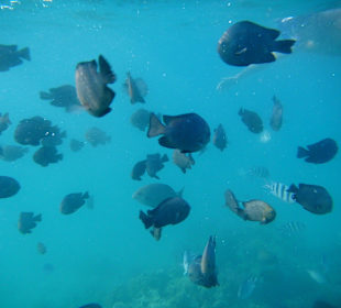 Fische wohin man schaut