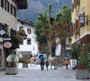 Kühe mitten durch Lofer