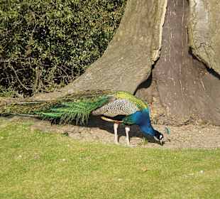 Łazienki Królewskie