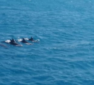 Delfinausflug mit Mo 