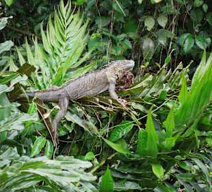 Iguana