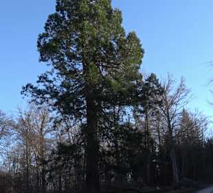 Ochsenweiher Rundweg