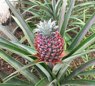 Ananasplantage Arruda