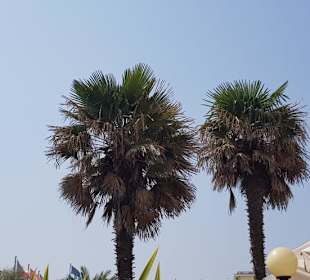 Palmen am Zenith