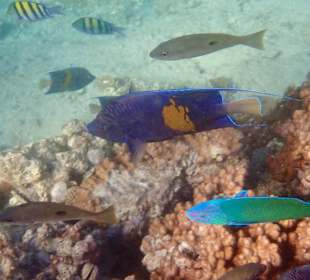Unterwasserwelt Musandam