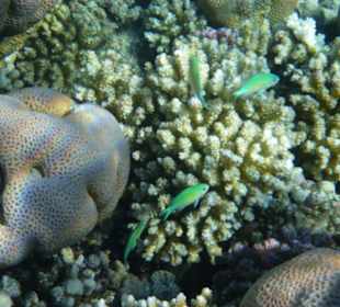Grüne Chromis
