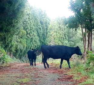 Inselrundfahrt Terceira