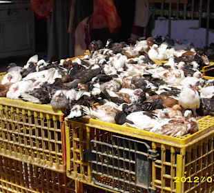 Auch lebende Tiere werden angeboten 