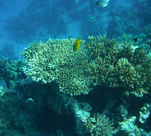 Hausriff Arabia Azur