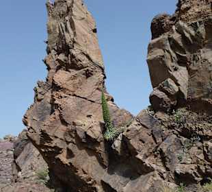 Nationalpark --> Teide