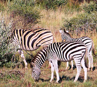 Zebra´s tijdens safari