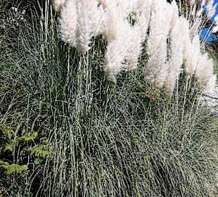 Pflanzen und Blumen am Wegesrand