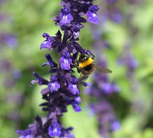 Blüten-Impressionen Mainau