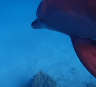 Einmalie Erlebnisse mit Mo´s Delfinen