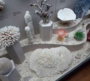 Exponate des Naturkundemuseums Coburg