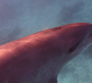 Einmalie Erlebnisse mit Mo´s Delfinen