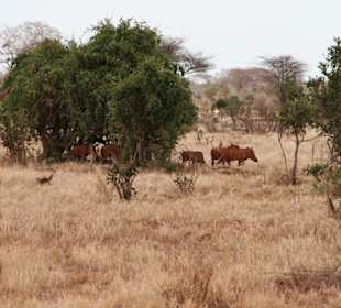 Giraffengazelle bemerkt Warzenschweine