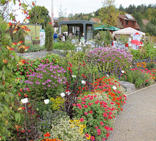 Herbstblumen