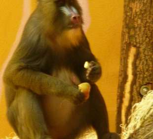 Mandrill
