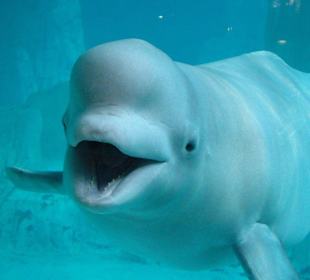 Lacht der nicht herrlich?