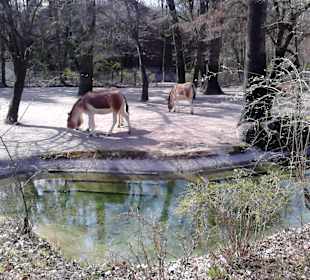 Tierpark Hellabrunn in München