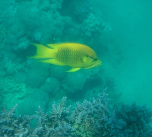 Beim Schnorcheln gesehen