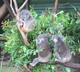 Zoobesuch bei Brisbane