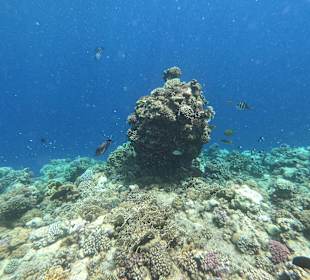 Schnorcheln Marsa Alam