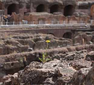 Весенний цветок