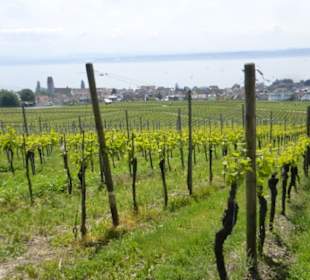 Wanderung über Höhenweg von Hagnau nach Meersburg