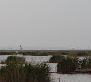 See mit Seevögeln