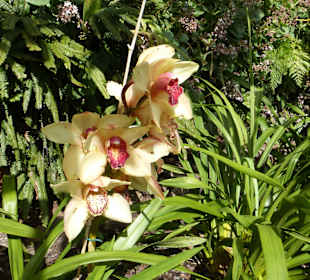 Orchideen im Tropical Garden