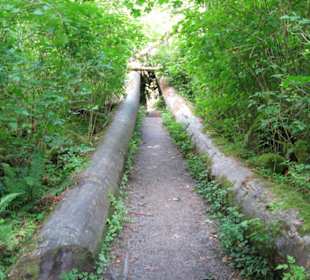 Hall of Mosses Natural Trail