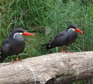 Zoologischer Garten 2016