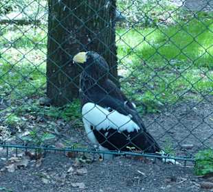 Riesenseeadler
