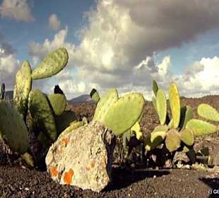 Jardin de Cactus