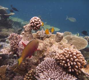 Herrliche Unterwasserwelt