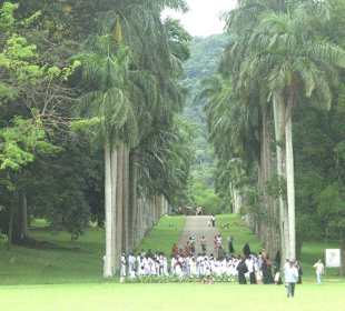 Königspalmen im Botanischen Garten