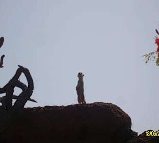 Erdmännchen hält Ausschau