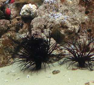 Seeigel