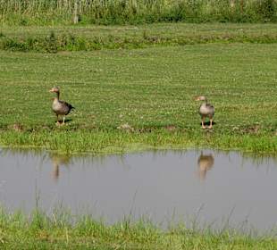 Rastplatz für Gänse