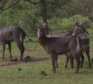 Tsavo West Nationalpark