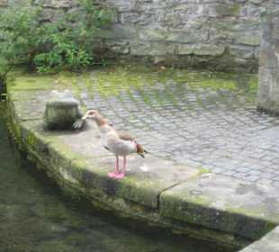 Auf Futtersuche ?  :-)