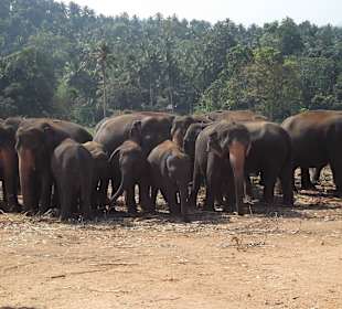 Elefantenfarm
