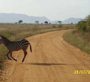 Tiere haben Vorfahrt