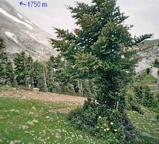 Blick auf Hütte und Berggipfel
