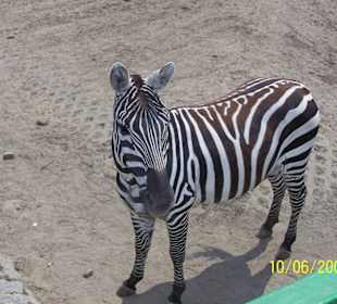 Zebra