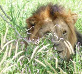 König Simba