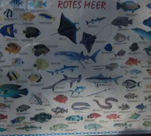 Fische im roten Meer