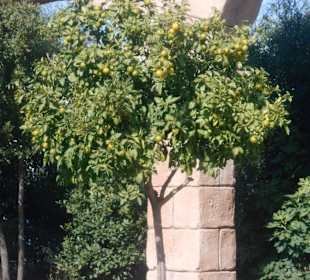 Aquädukt Nachbildung Belek